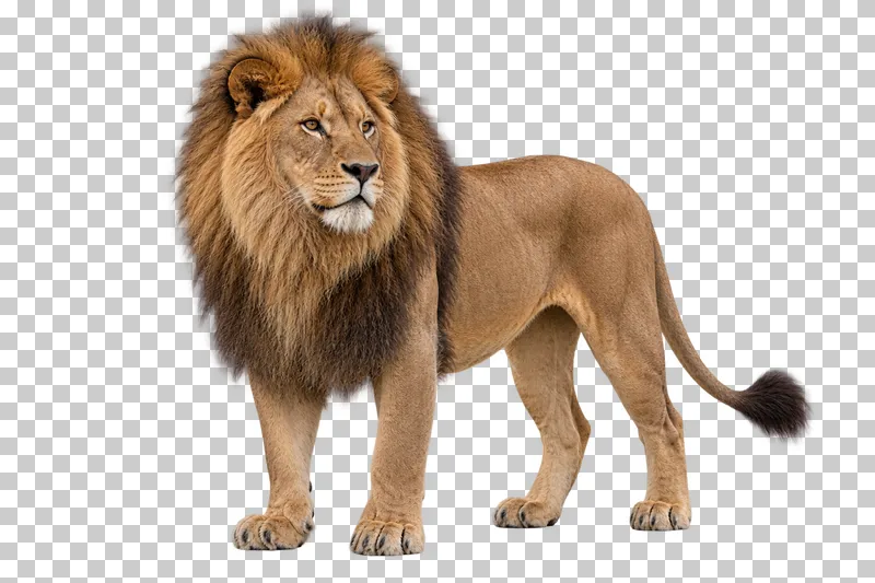 A photorealistic lion. Standing calmly, slight front three-quarter view facing left, full mane and relaxed visible tail.