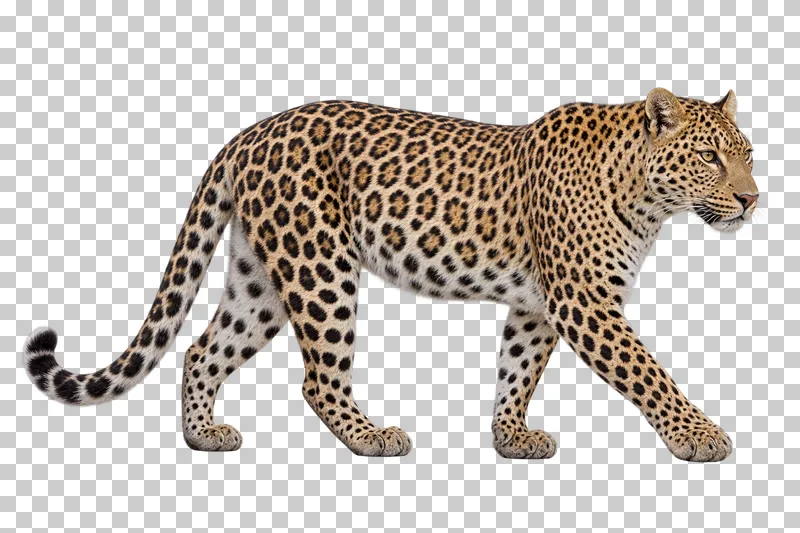 A photorealistic leopard. Walking slowly to the right in near-profile, head level and tail gently curved behind.