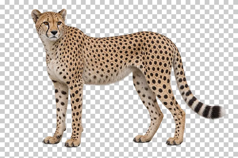 A photorealistic cheetah. Standing in left-facing profile, head turned slightly toward the camera, tail relaxed.