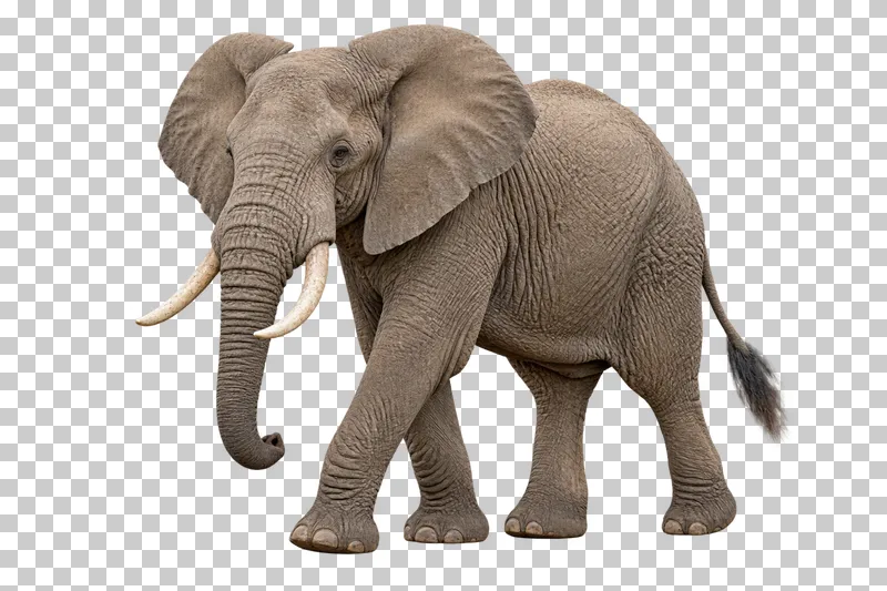 A photorealistic african savanna elephant. Taking a slow step to the left, slight front three-quarter view, trunk hanging in a gentle curve and both tusks visible.