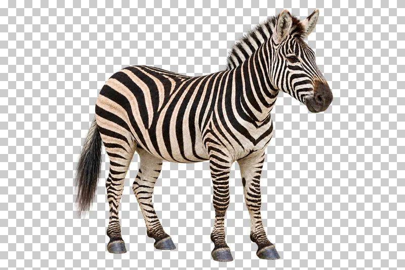 A photorealistic plains zebra. Standing calmly facing right at a slight front three-quarter angle, ears relaxed and four legs naturally separated.