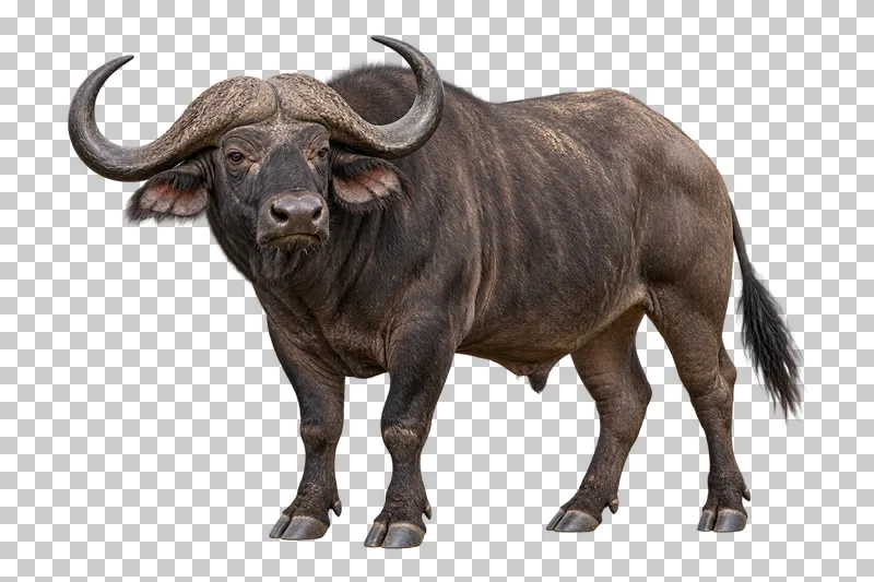 A photorealistic african buffalo. Standing calmly at a front three-quarter angle facing left, head level and horns unobstructed.