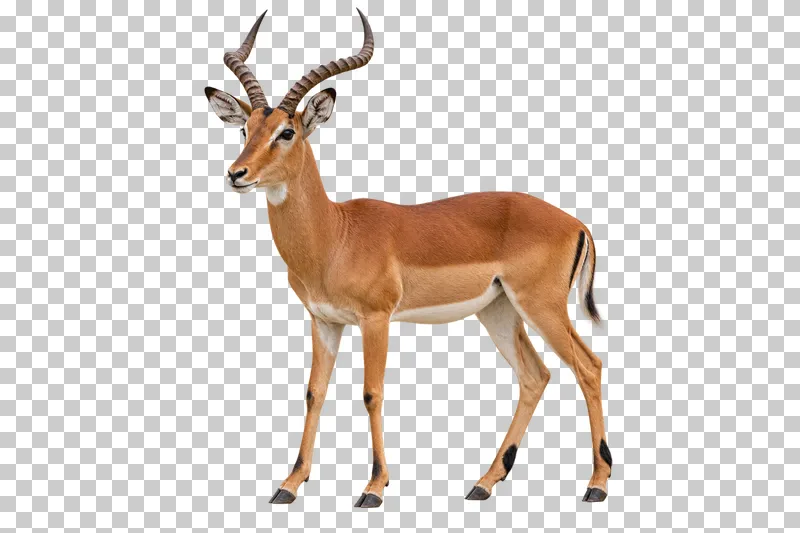 A photorealistic impala. Standing calmly at a slight front three-quarter angle facing left, head raised and both lyre-shaped horns visible.