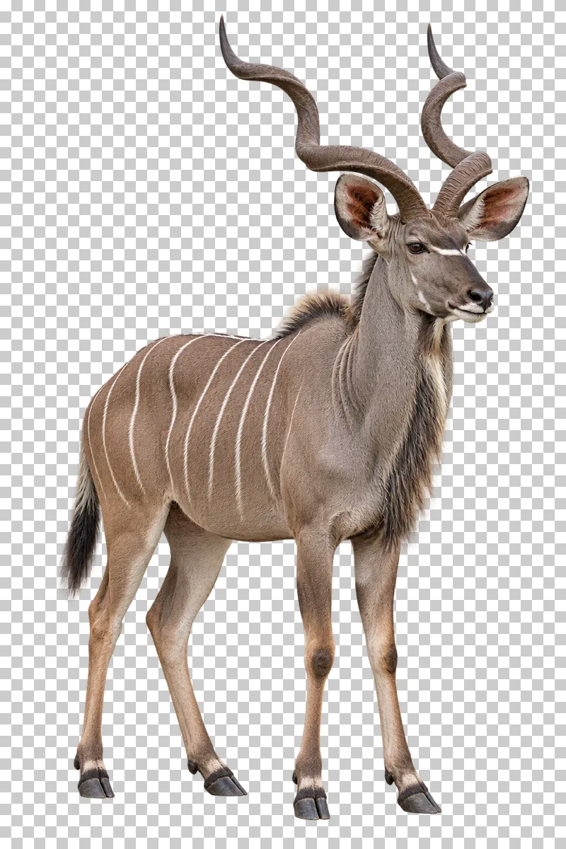 A photorealistic greater kudu. Standing calmly at a slight front three-quarter angle facing right, head upright with the complete spiral horns in frame.
