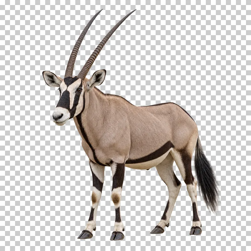 A photorealistic gemsbok. Standing calmly at a slight front three-quarter angle facing left, both long straight horns fully visible.
