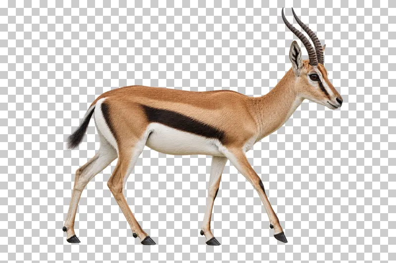 A photorealistic thomson's gazelle. Taking a slow step in profile to the right, head level, horns and tail visible.