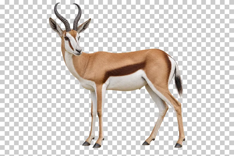A photorealistic springbok. Standing calmly in near-profile facing left, head slightly turned toward the camera and dorsal skin fold relaxed.