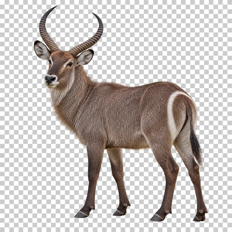A photorealistic common waterbuck. Standing facing left at a slight rear three-quarter angle, head gently turned toward the camera, curved horns and white rump ring visible.