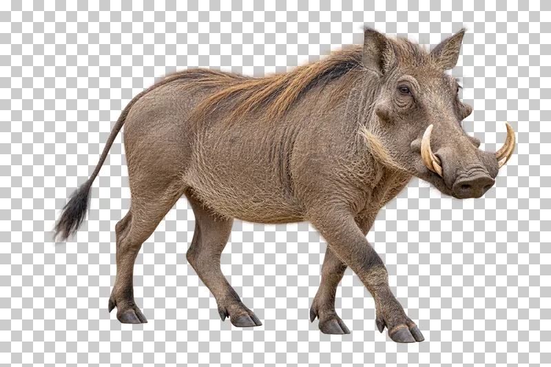 A photorealistic common warthog. Walking slowly to the right at a slight front three-quarter angle, mouth closed, tusks visible and tail relaxed.