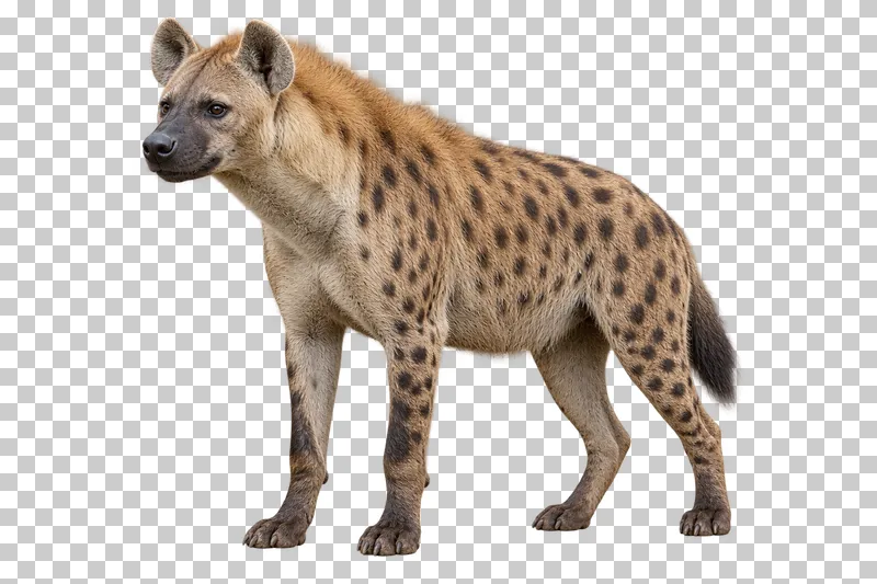A photorealistic spotted hyena. Standing calmly facing left at a slight front three-quarter angle, mouth closed and naturally sloping back.