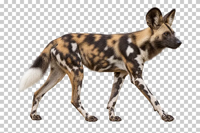 A photorealistic african wild dog. Walking slowly to the right in near-profile, rounded ears upright, mouth closed and white-tipped tail visible.