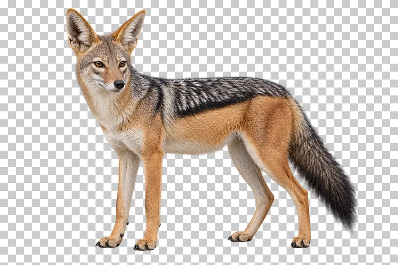 A photorealistic black-backed jackal. Standing calmly facing left in near-profile, head turned slightly toward the camera and bushy tail relaxed.