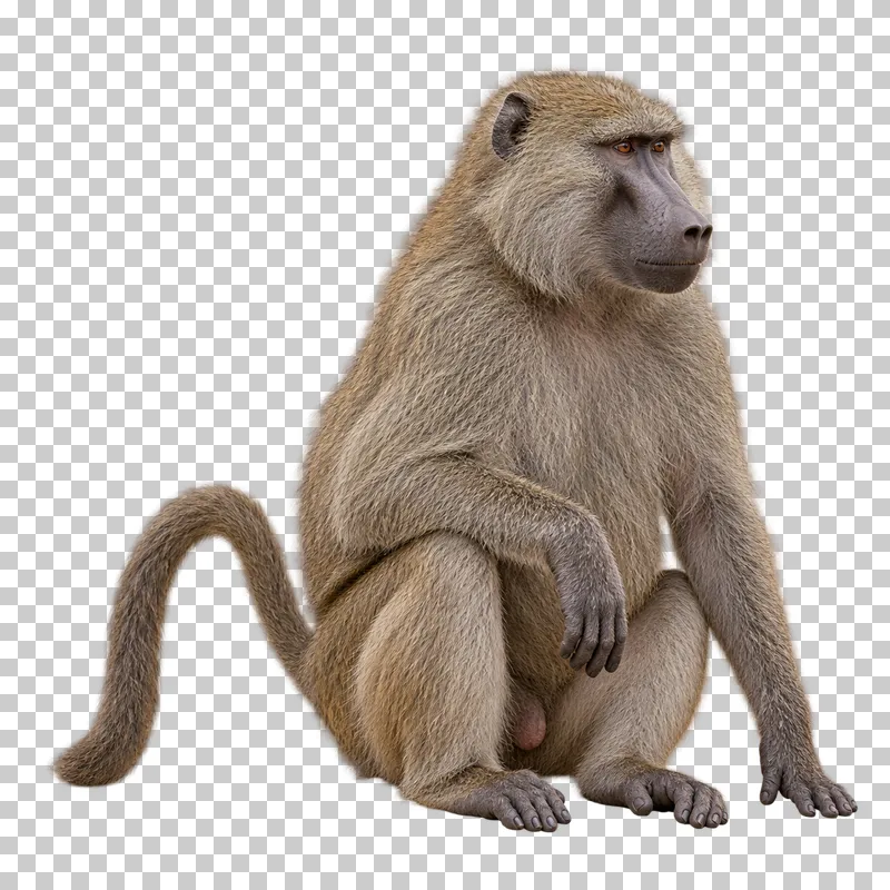 A photorealistic olive baboon. Sitting calmly at a slight front three-quarter angle facing right, hands resting naturally, feet and full tail visible.