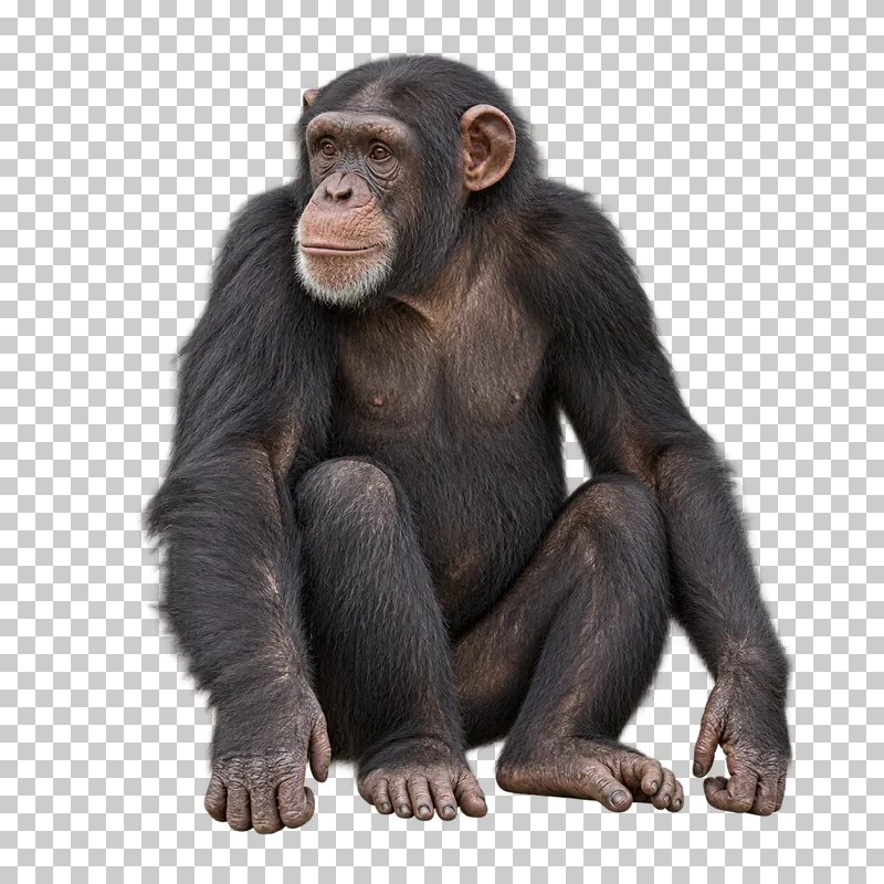 A photorealistic chimpanzee. Sitting calmly at a slight front three-quarter angle facing left, hands relaxed beside the body and both feet visible.