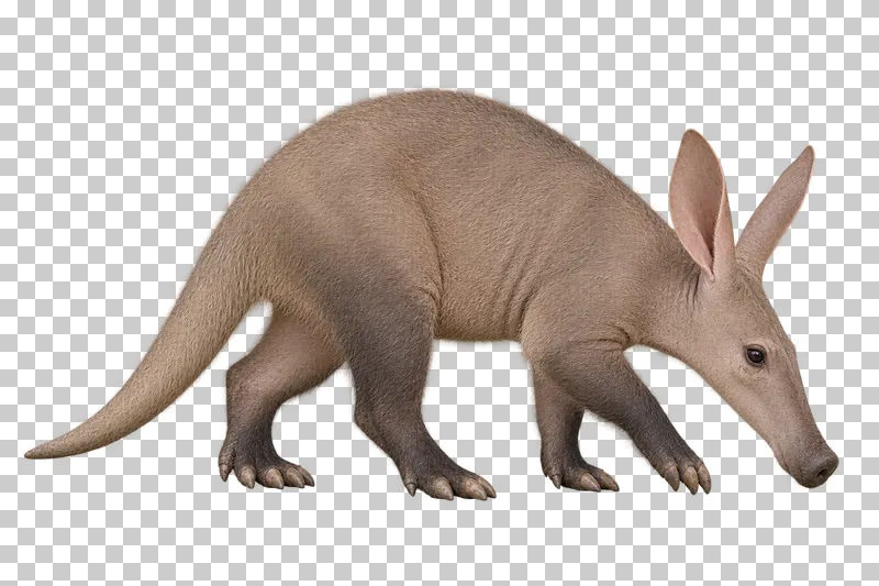 A photorealistic aardvark. Walking slowly in near-profile to the right, ears upright, snout lowered gently and full thick tail visible.