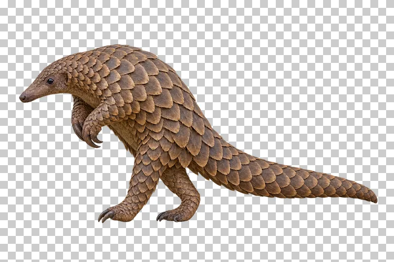 A photorealistic temminck's ground pangolin. Walking slowly on the hind feet to the left, torso leaning forward, forelimbs tucked under the chest and full tail extended as a counterbalance.