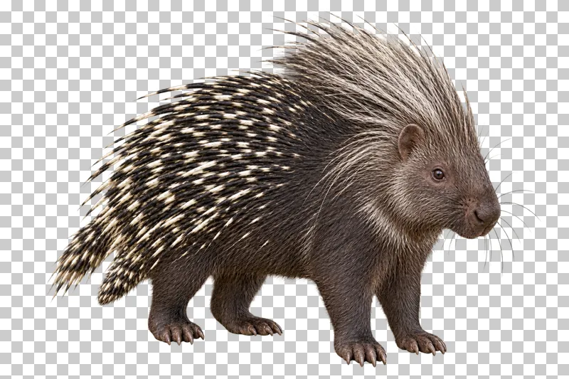 A photorealistic african crested porcupine. Standing calmly at a slight front three-quarter angle facing right, quills relaxed, full crest, feet and short tail visible.