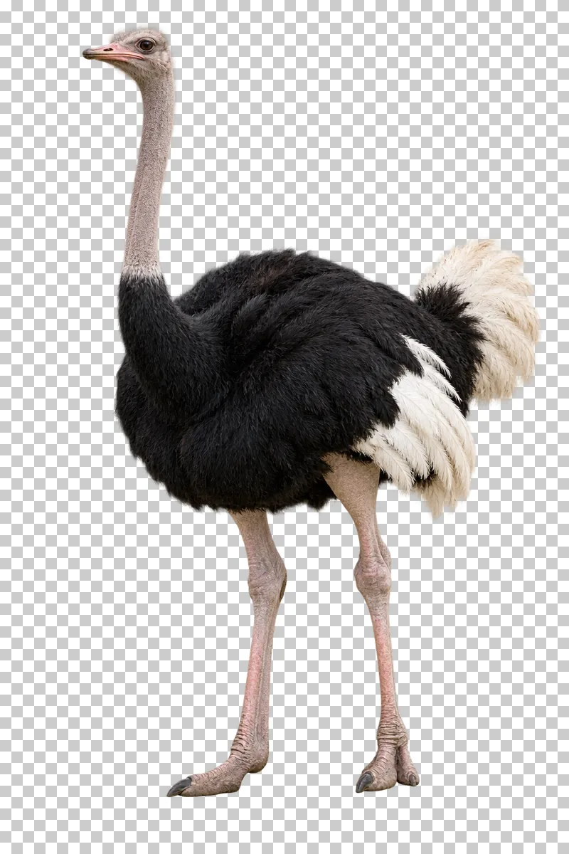 A photorealistic common ostrich. Standing calmly at a slight front three-quarter angle facing left, neck upright, wings folded and both two-toed feet visible.