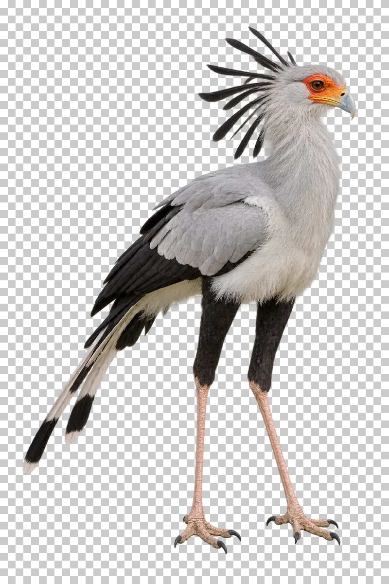A photorealistic secretarybird. Standing calmly at a slight front three-quarter angle facing right, wings folded, complete crest, long tail feathers and both feet visible.