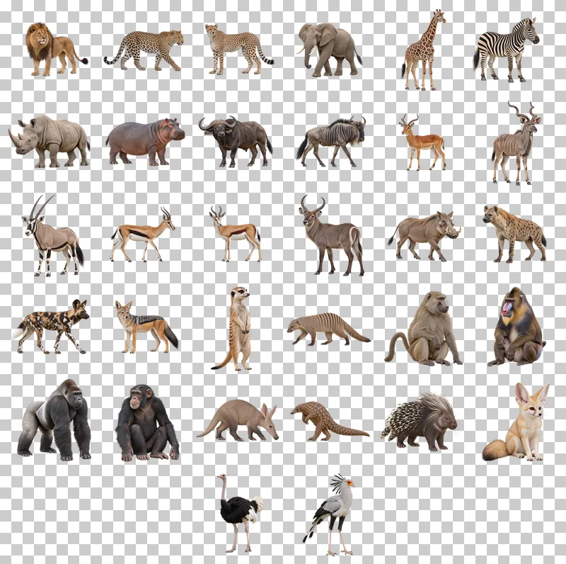 African Wildlife Photo PNG Collection: all 32 elements in one grid