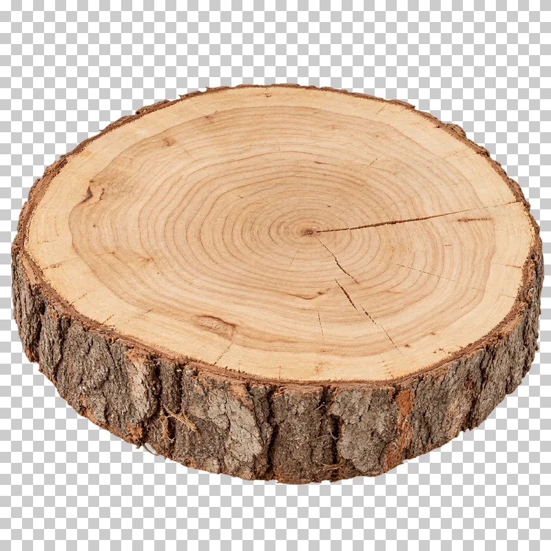 An isolated thick log slice sample with visible material texture and edges.