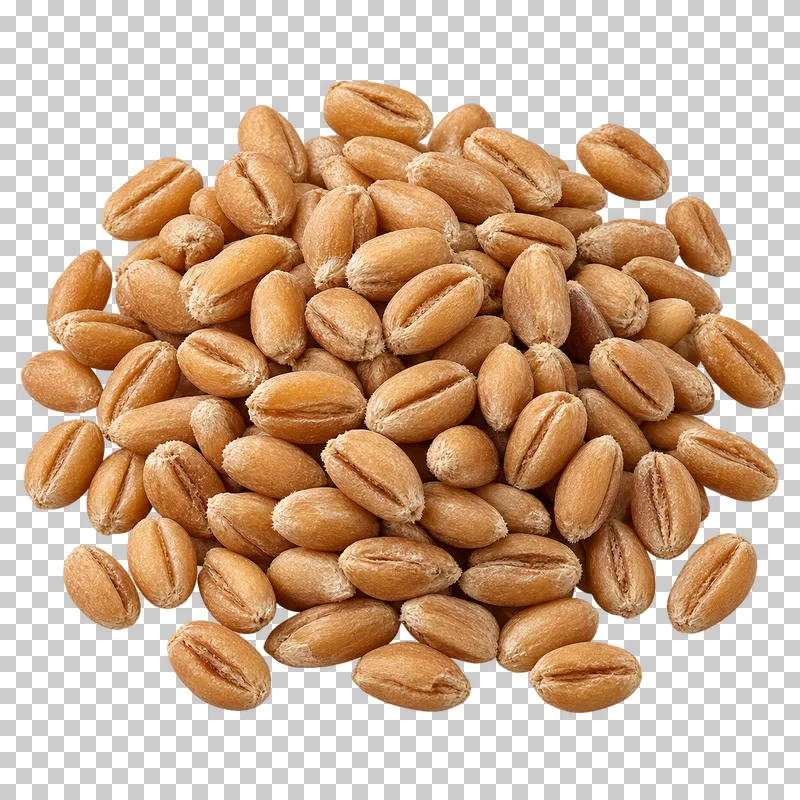 A compact portion of wheat grains with plump amber kernels and natural central grooves.