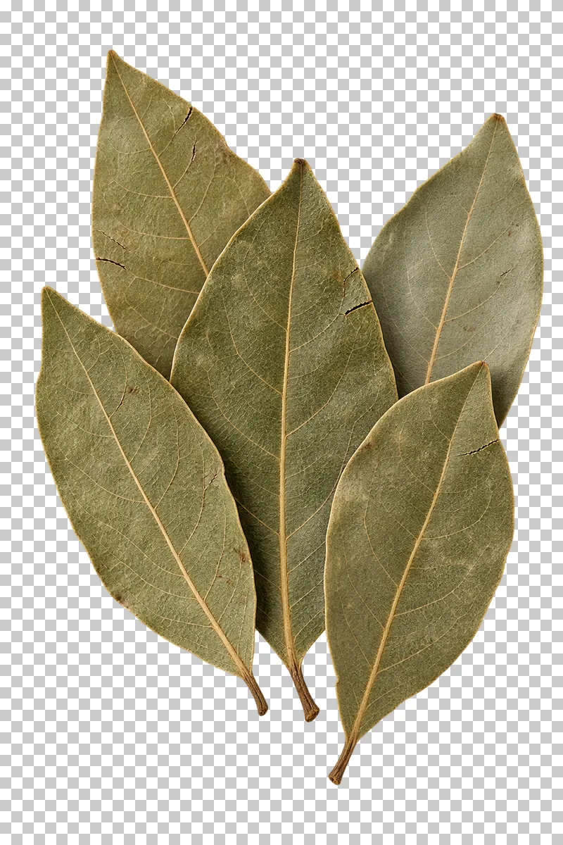 A small group of dried bay leaves with muted olive-gray colors, branching veins and natural small tears.
