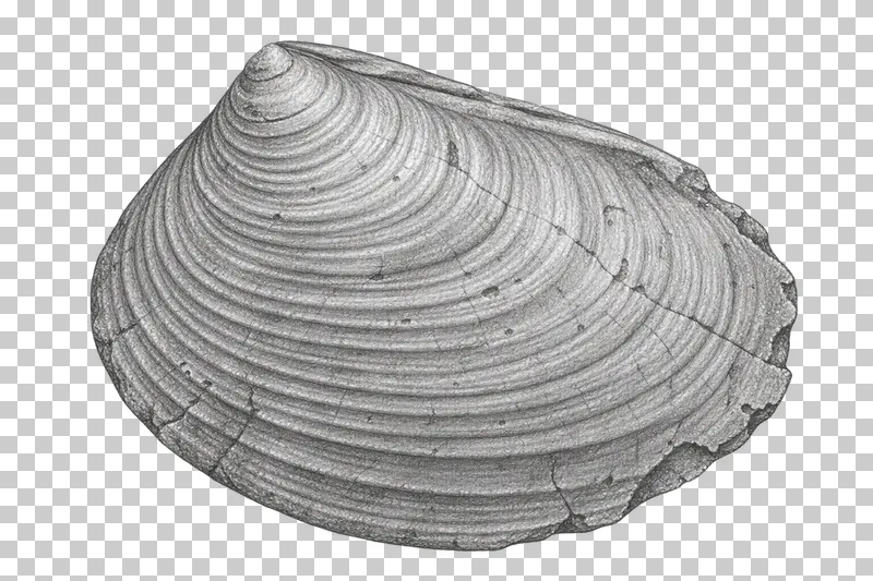 Graphite pencil study of a fossil bivalve shell with curved growth lines.
