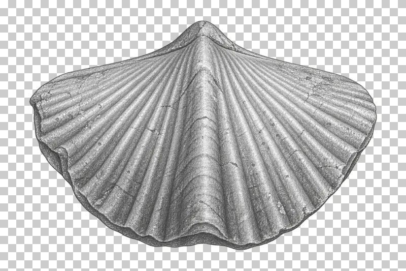 Graphite pencil study of a brachiopod fossil with symmetrical radial ribs.