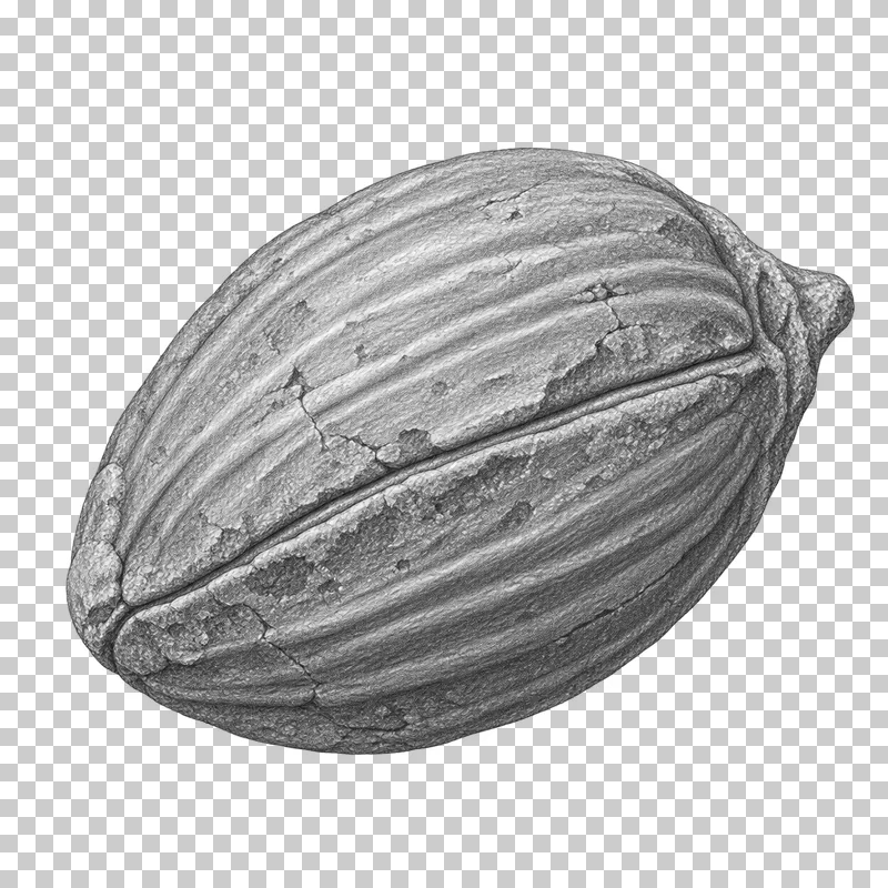 Graphite pencil study of a fossil seed with a textured mineralized coat.