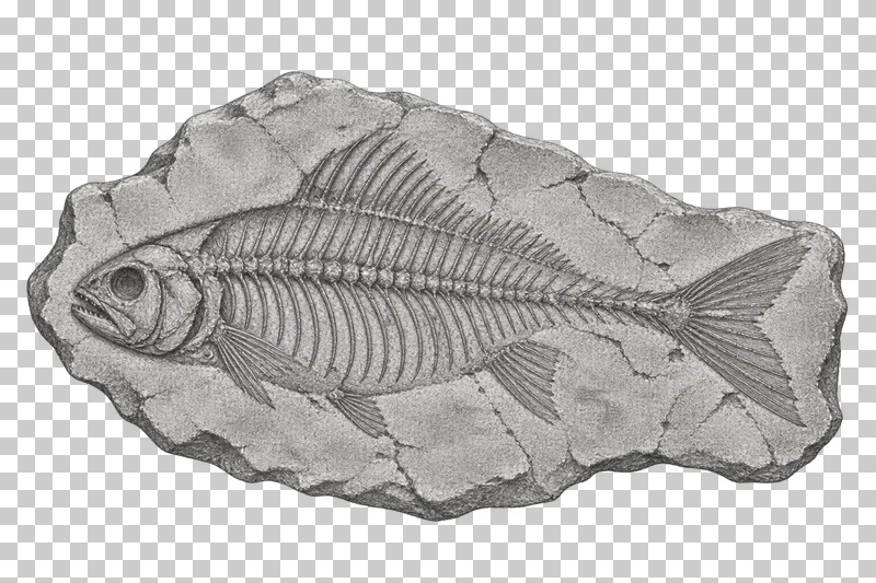 Graphite pencil study of a fossil fish skeleton preserved in an irregular rock slab.