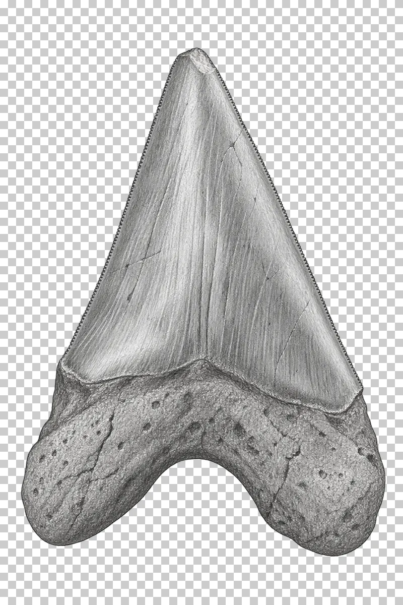 Graphite pencil study of a fossil shark tooth with a triangular serrated crown and bilobed root.