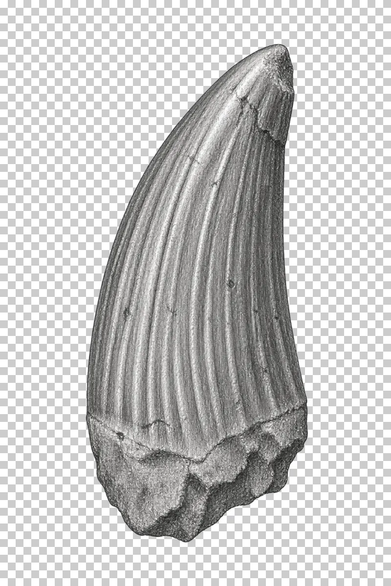Graphite pencil study of a fossil crocodile tooth with a conical crown and longitudinal ridges.