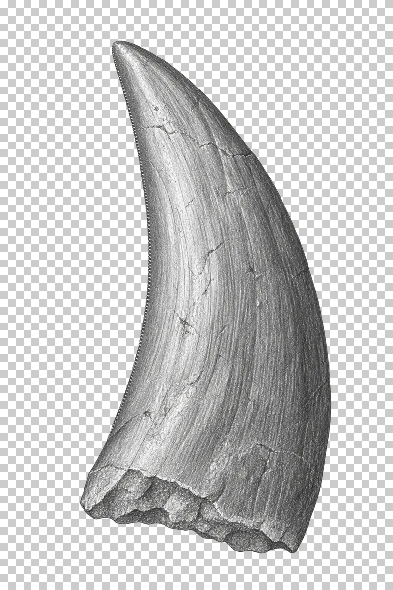 Graphite pencil study of a predatory dinosaur tooth with a curved crown and fine edge denticles.