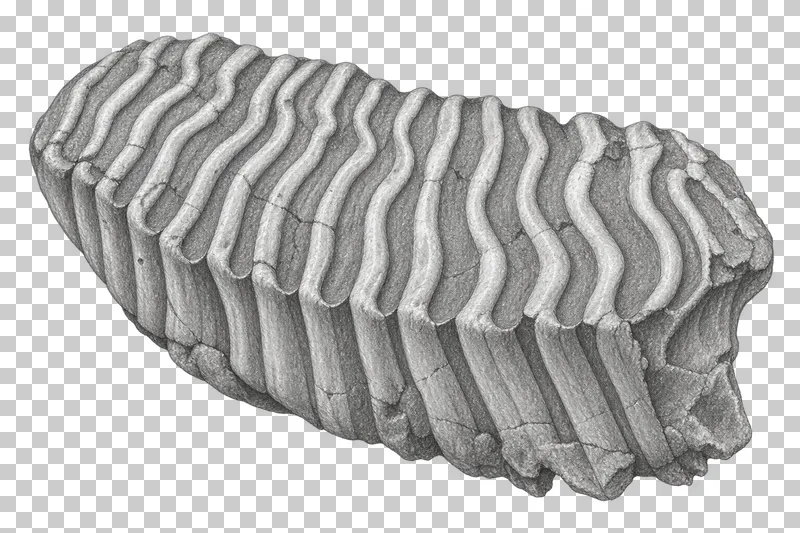 Graphite pencil study of a fossil mammoth molar with layered grinding surfaces.
