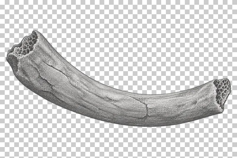Graphite pencil study of a curved fossil rib fragment with textured broken bone surfaces.