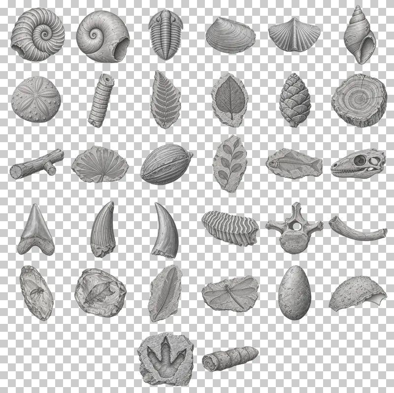 Graphite Fossil Studies PNG Collection: all 32 elements in one grid