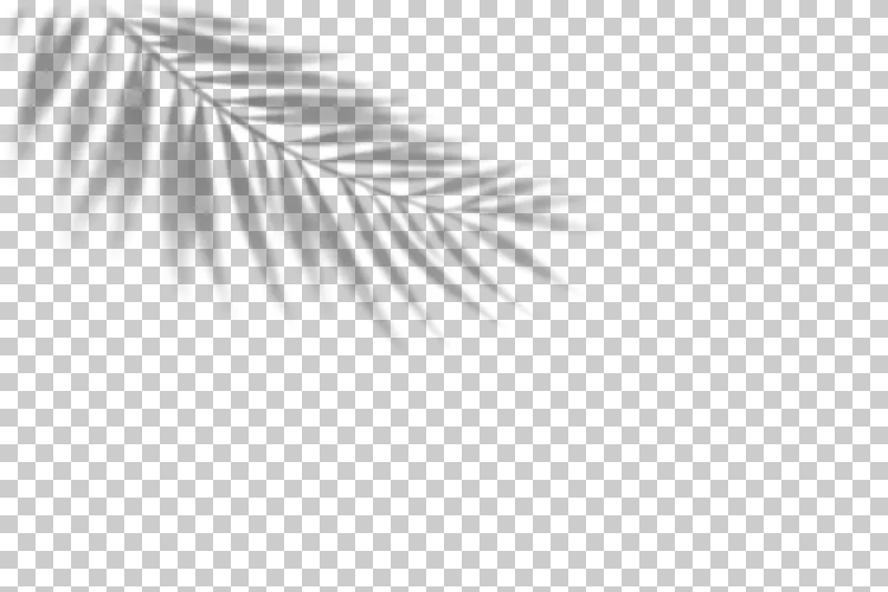 Airy palm leaf shadow entering from the upper-left edge.