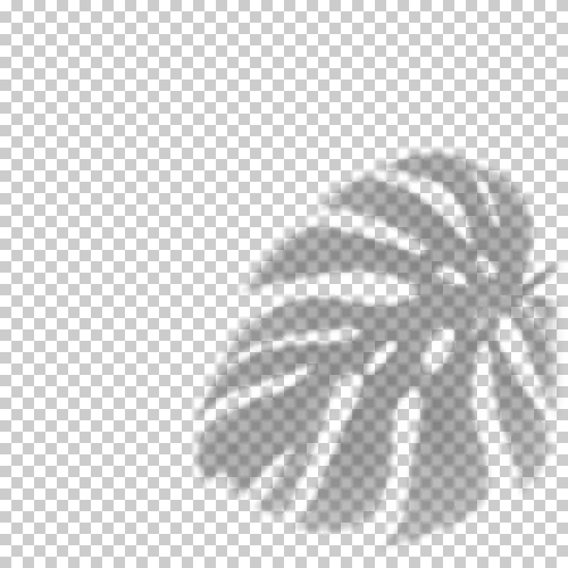 Soft monstera leaf shadow with lobed edges and transparent openings.