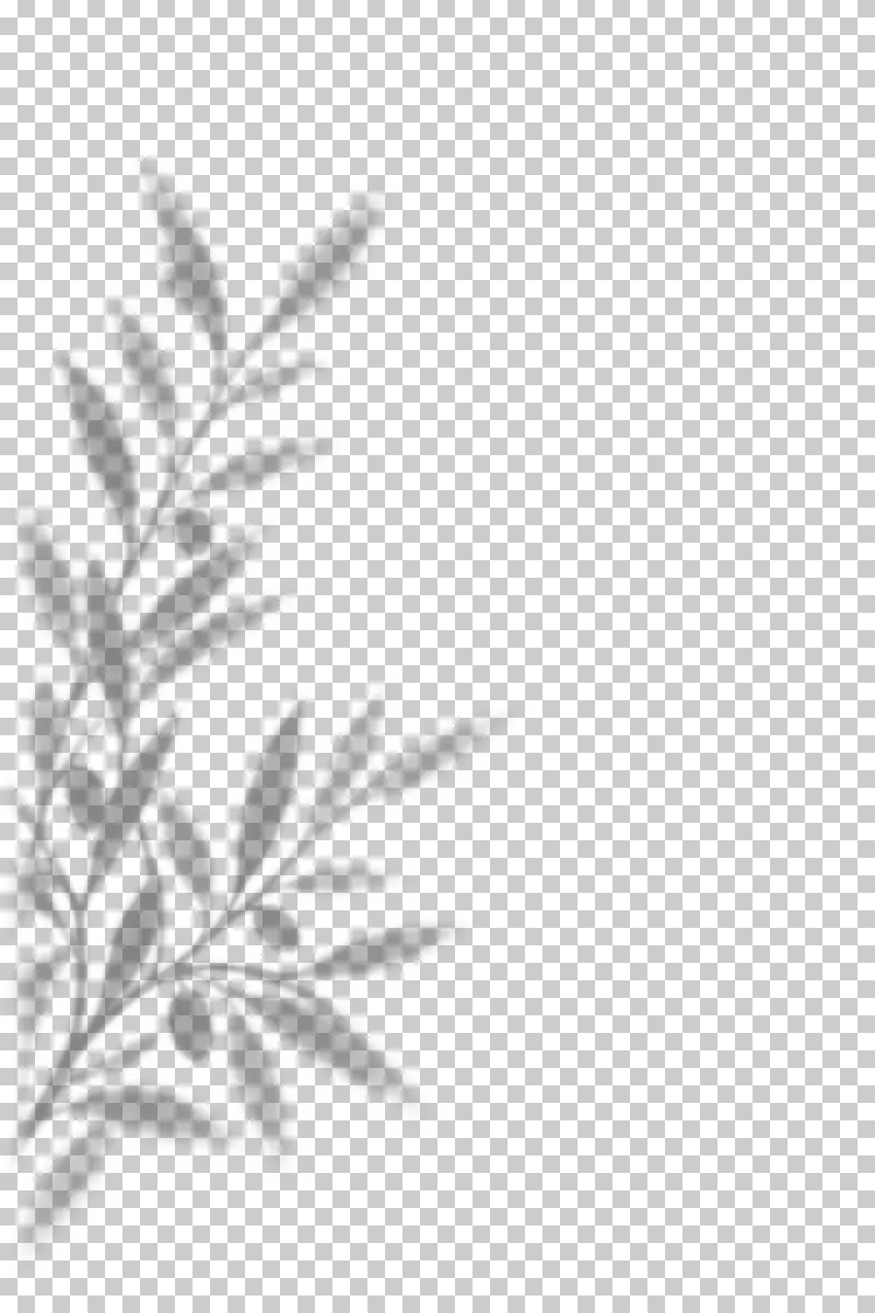 Sparse olive branch shadow with narrow leaves and softly focused edges.