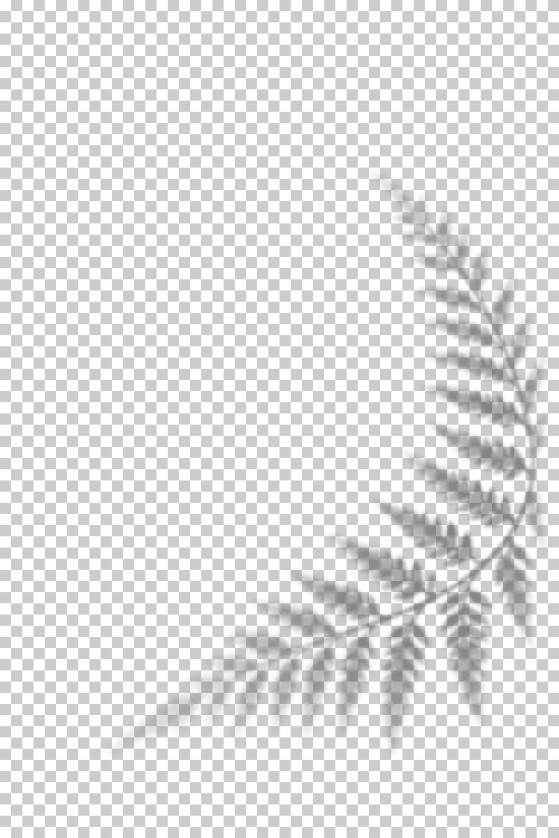 Curved fern frond shadow with small leaflets and varied focus.