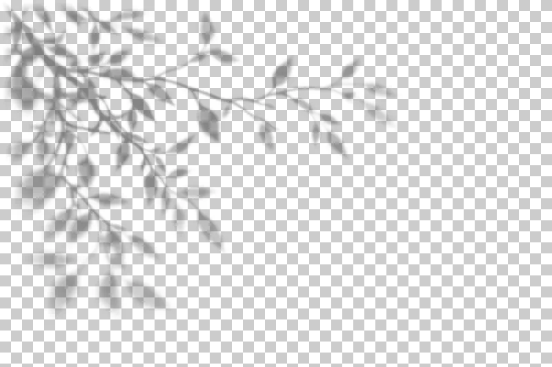 Loose branching shadow of small leaves with an open lower field.