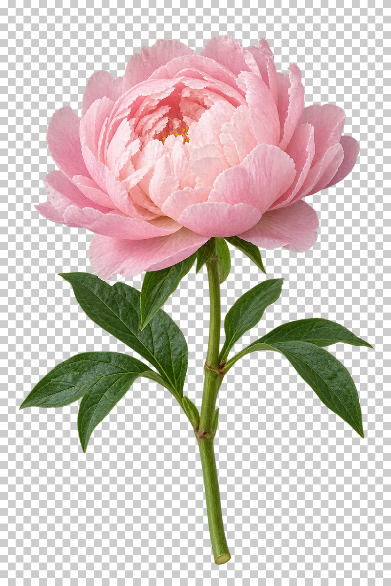 An open blush-pink peony on a green stem with divided leaves.