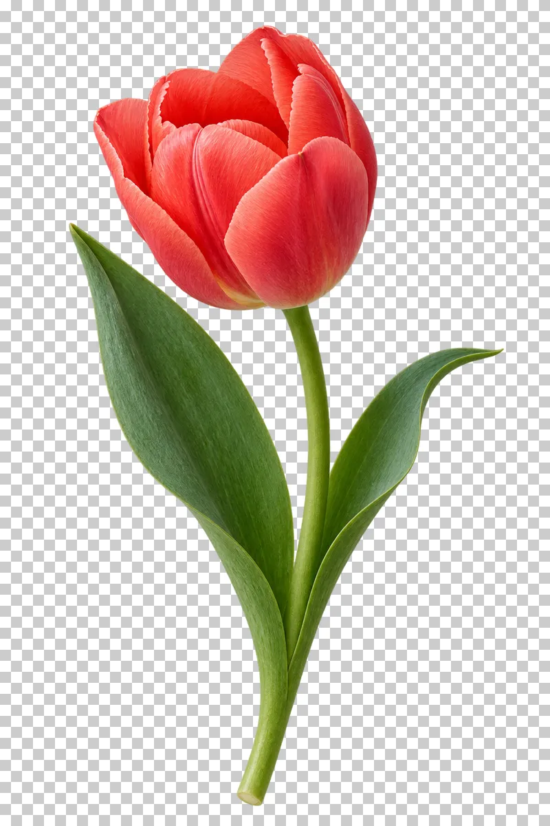 A coral-red tulip on a curved green stem with broad leaves.