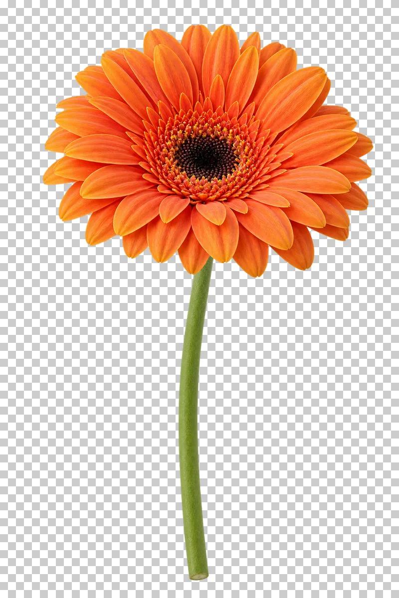 An orange gerbera daisy with a dark center on a slender leafless stalk.
