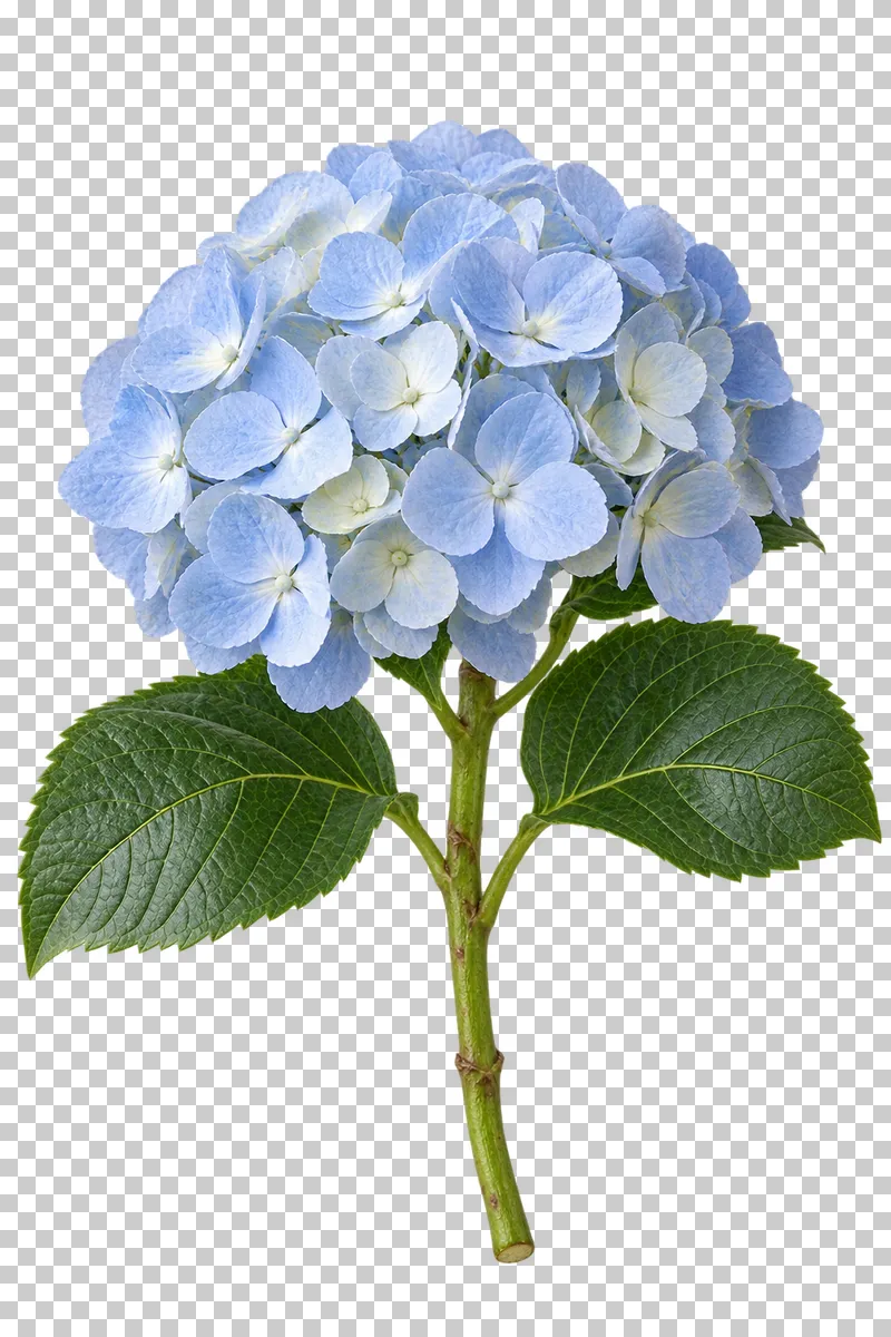 A powder-blue hydrangea cluster on a green stem with serrated leaves.