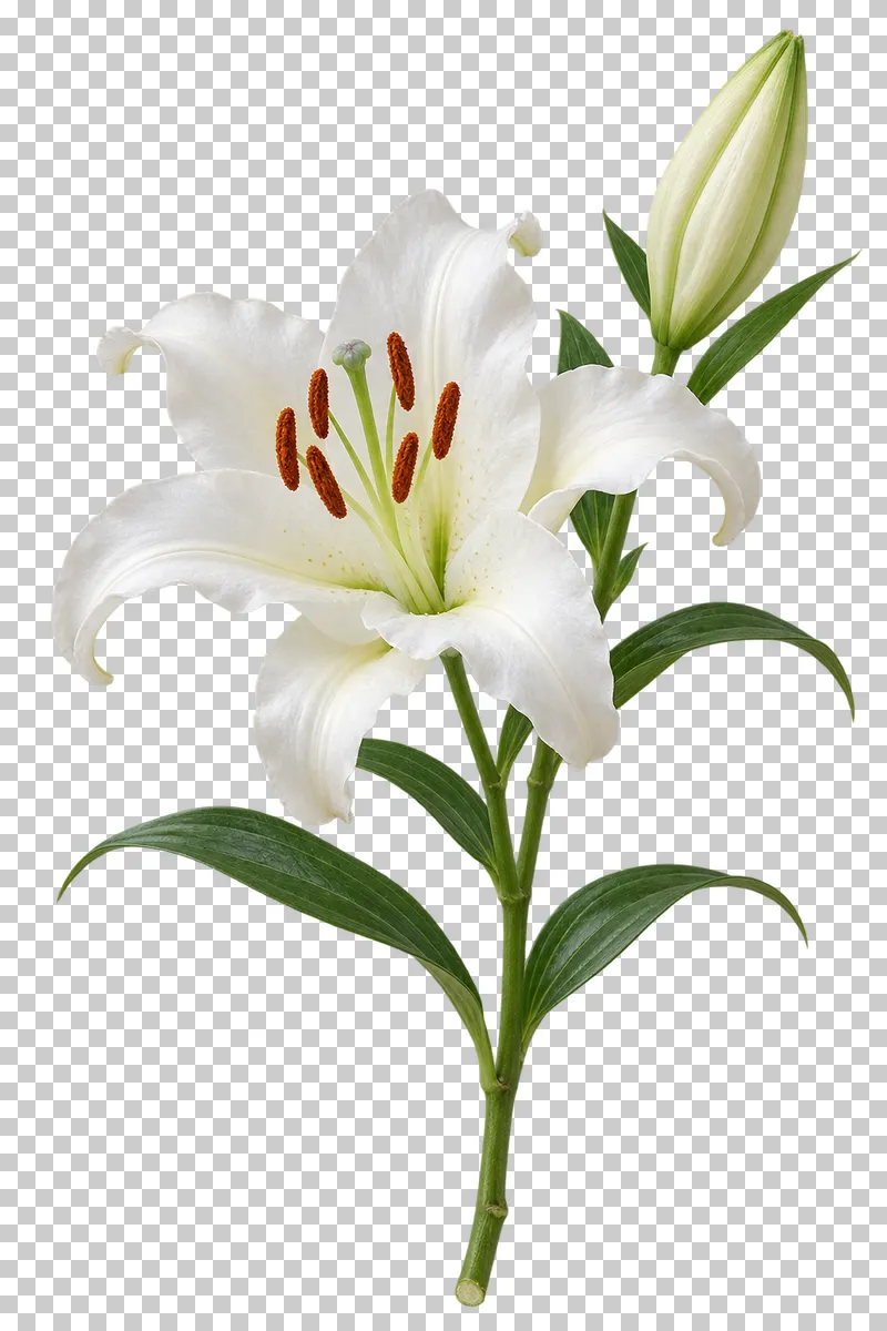 A white lily bloom and closed bud on a leafy green stem.