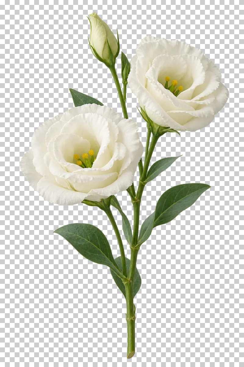 Ivory eustoma flowers and a tapered bud on a branching green stem.