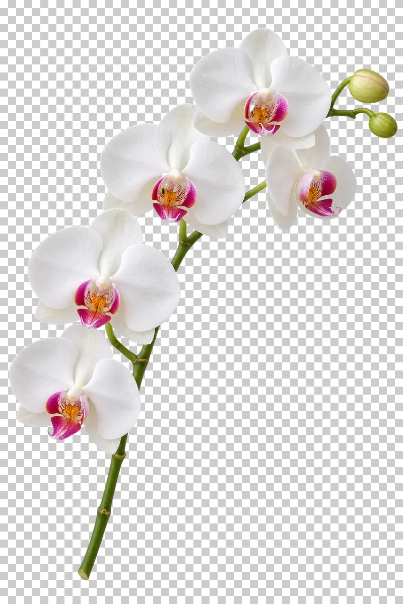 An arching white orchid spray with magenta centers and terminal buds.