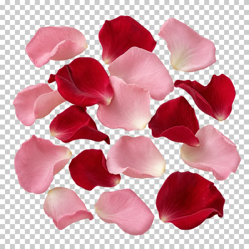 A loose group of fresh blush-pink and crimson rose petals.